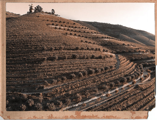 PORT WINE: A WINE WITH CENTURIES OF HISTORY